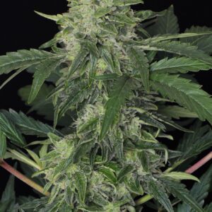 Auto Jungle Fever Feminised Seeds by Exotic Seed