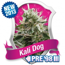 Kali Dog Feminised Seeds by Royal Queen Seeds