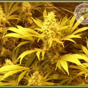 Kali and the Chocolate Factory Feminised Seeds by Dr Krippling