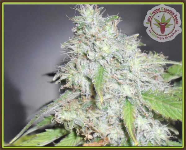 Kali's White Shadow Feminised Seeds by Dr Krippling