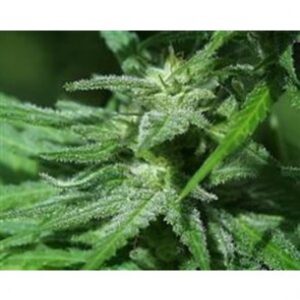 KC 48 Auto Feminised Seeds by KC Brains
