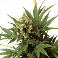 KC 33 Feminised Seeds by KC Brains