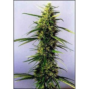 KC 36 Feminised Seeds by KC Brains