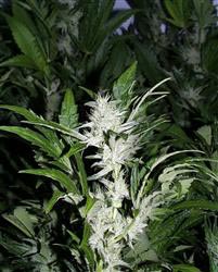 KC 39 Feminised Seeds by KC Brains