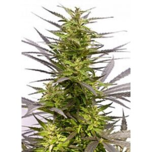 KC 42 Feminised Seeds by KC Brains