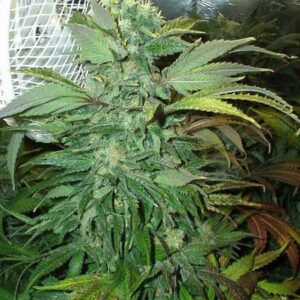 KC 45 Feminised Seeds by KC Brains