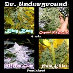 Surprise Killer Mix Feminised Seeds by Dr Underground