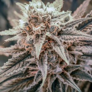 Killer Queen Feminised Seeds by Brothers Grimm