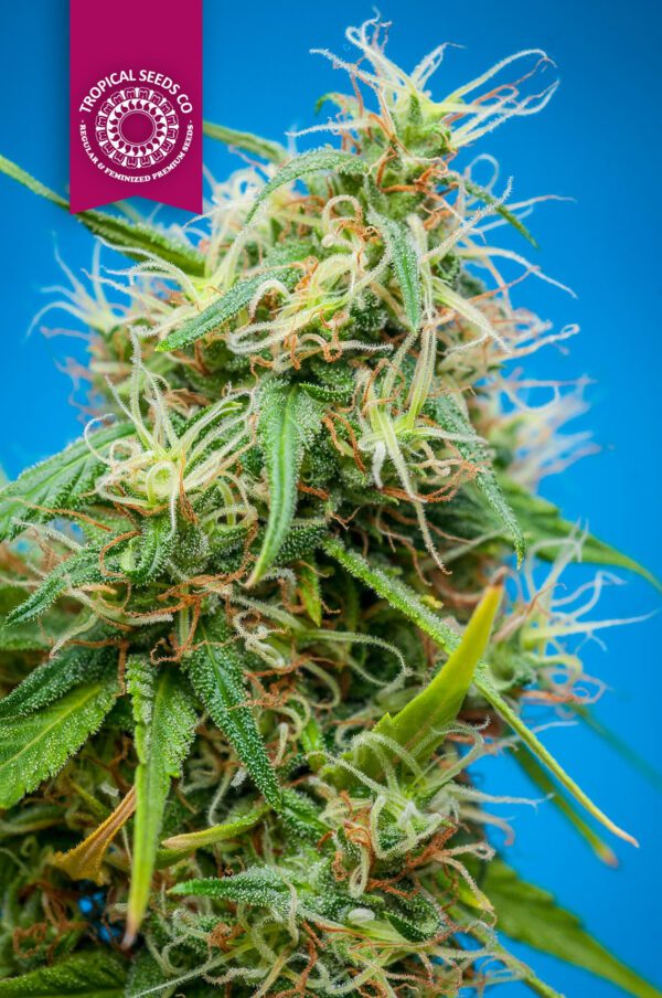 King Congo Regular Seeds by Tropical Seeds