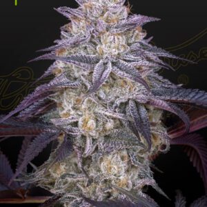 King's Juice Auto Feminised Seeds by Greenhouse Seed Co.