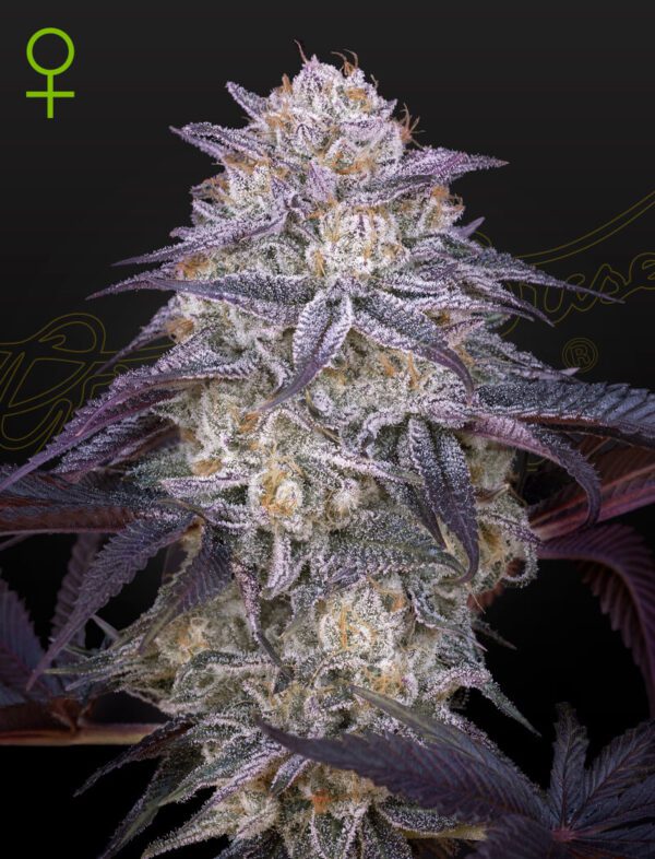 King's Juice Auto Feminised Seeds by Greenhouse Seed Co.