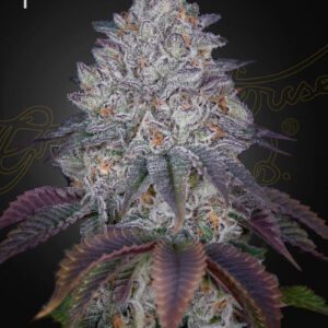 King's Tart Feminised Seeds by Greenhouse Seed Co.