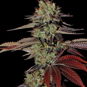 King's Kush Auto Feminised Seeds by Greenhouse Seed Co.