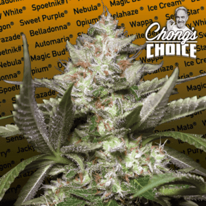 Kong 4 Auto Feminised Seeds by Paradise Seeds