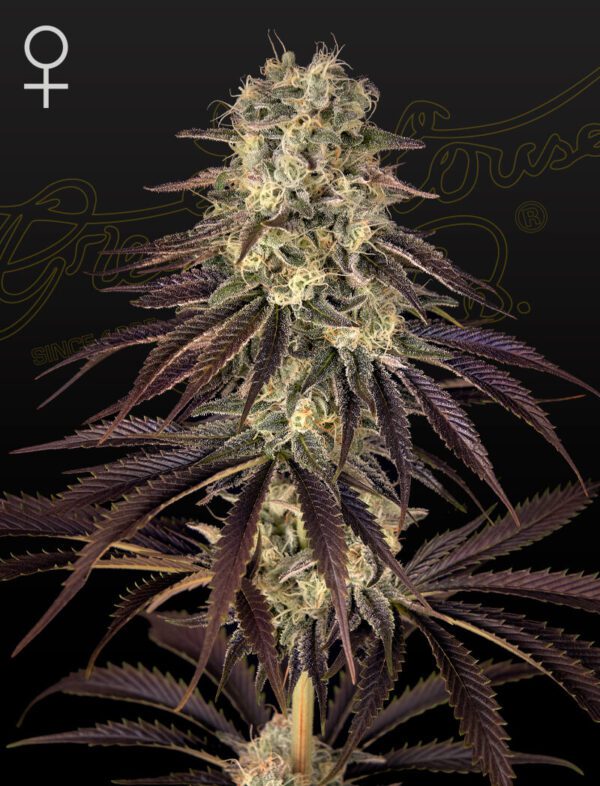 Kong's Krush Feminised Seeds by Greenhouse Seed Co.
