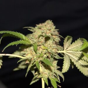 LA Fire Feminised Seeds by Pheno Finder Seeds