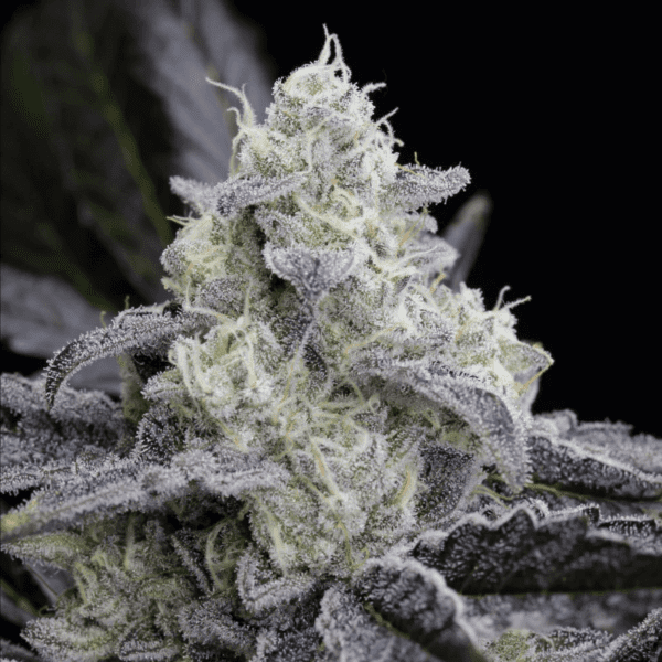 L.A. Vanilla Cake Feminised Seeds by Silent Seeds
