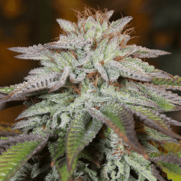 L.A. Vanilla Cake Auto Feminised Seeds by Silent Seeds