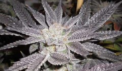 LA Affie Feminised Seeds by Cali Connection