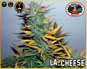 L.A. Cheese Feminised Seeds by Big Buddha Seeds