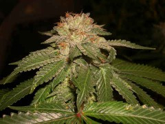 L.A. Confidential Feminised Seeds by DNA Genetics