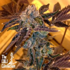 LA Cookies Feminised Seeds by Cali Connection