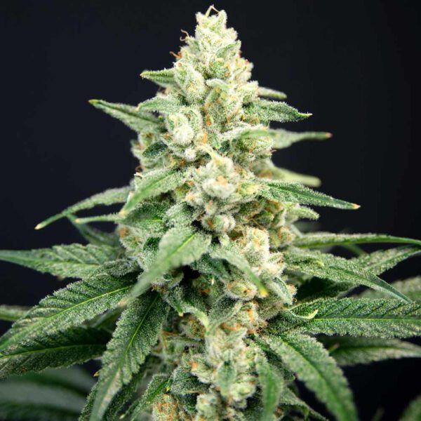Lavender Barb Feminised Seeds by House of the Great Gardener