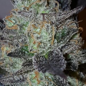 Lavender Feminised Seeds by Lineage Genetics