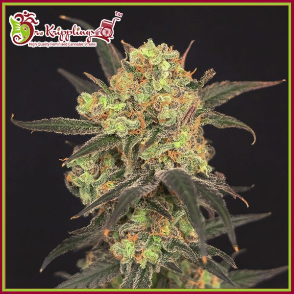 Leisure Zoot Larry Feminised Seeds by Dr Krippling