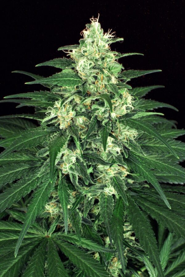 Lemon Candy Feminised Seeds by Exotic Seed