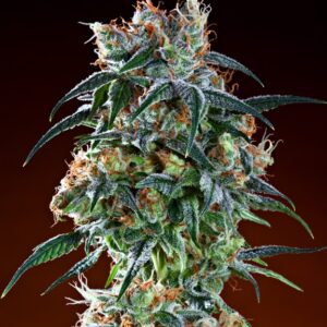 Bay 11 Feminised Seeds by Grand Daddy Genetics