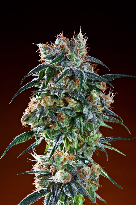 Bay 11 Feminised Seeds by Grand Daddy Genetics