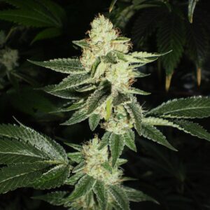 Louis XIII OG Feminised Seeds by Cali Connection