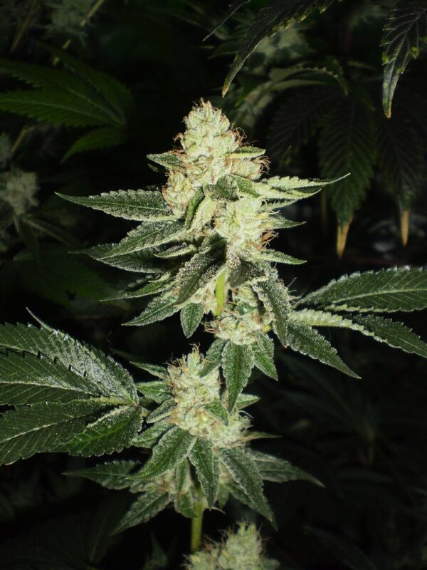 Louis XIII OG Feminised Seeds by Cali Connection