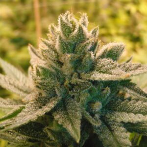 Love Triangle Regular Seeds by Bodhi Seeds