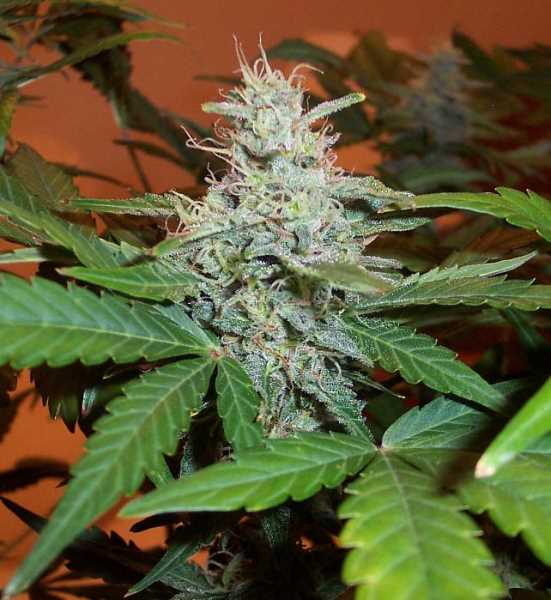 BC Lowryder #2 Auto Feminised Seeds by BC Bud Depot