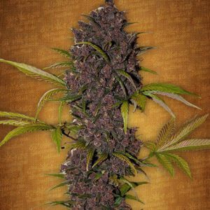LSD-25 Auto Feminised Seeds by FastBuds