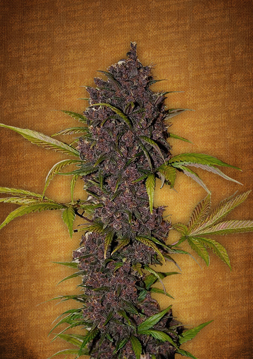 LSD-25 Auto Feminised Seeds by FastBuds