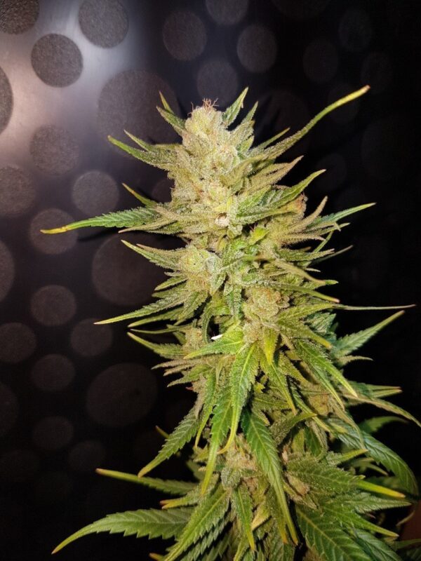 Malawi Gold Feminised Seeds by Lineage Genetics
