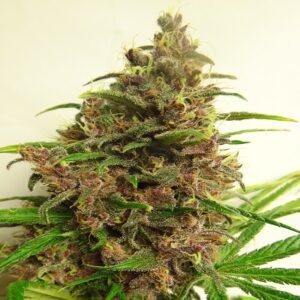 Malawi x PCK Feminised Seeds by Ace Seeds