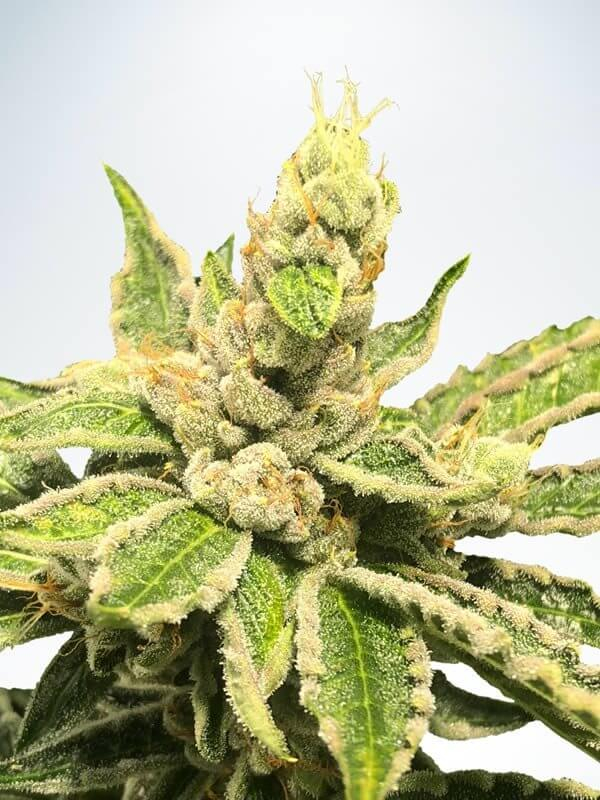 Mamacita's Cookies Feminised Seeds by Ministry of Cannabis