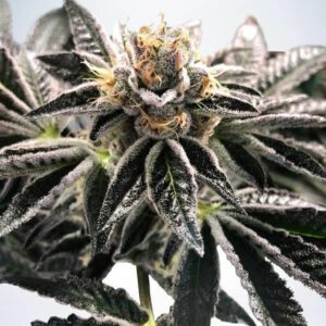Mandarin Gelato Feminised Seeds by Ministry of Cannabis