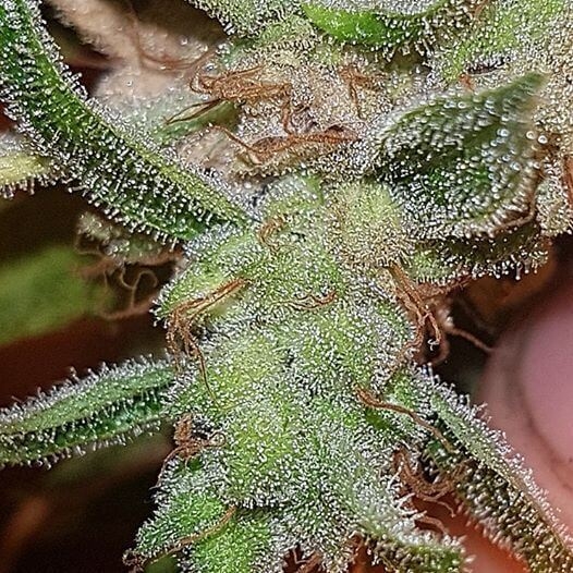 Mango 'n' Cheese Feminised Seeds by Connoisseur Genetics