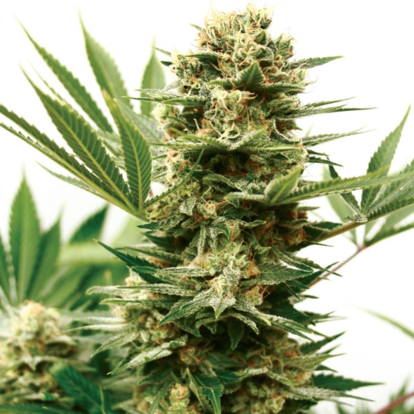 Mass Shooter Auto Feminised Seeds by Garden Of Green