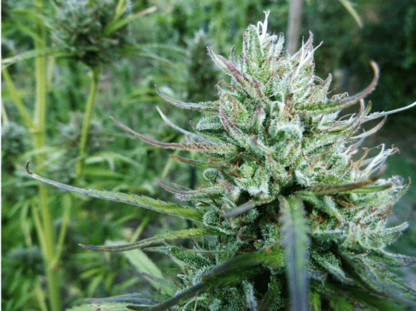 Master Hemp #2 CBD 25:1 Feminised Seeds by Medical Marijuana Genetics