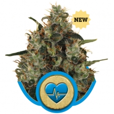 Medical Mass CBD Feminised Seeds by Royal Queen Seeds