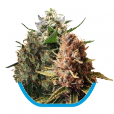 CBD Mix Feminised Seeds by Royal Queen Seeds
