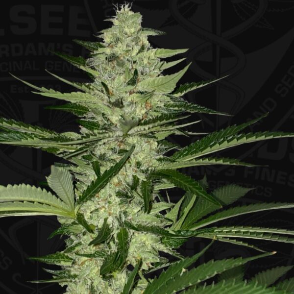 Melonsicle Feminised Seeds by T.H. Seeds
