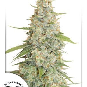 Meringue Feminised Seeds by Dutch Passion