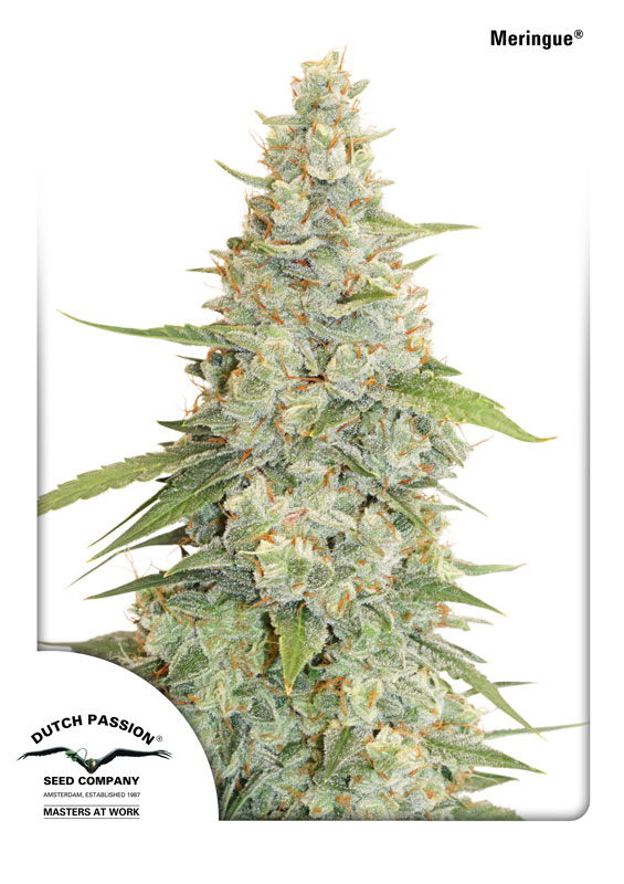 Meringue Feminised Seeds by Dutch Passion